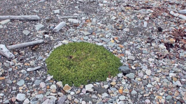 A captivating close-up reveals a vibrant green cushion plant thriving amidst scattered stones and driftwood on the rugged Arctic terrain of Svalbard, Norway, showcasing life's tenacious spirit.