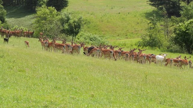Albino fallow deer grazing in a large herd
