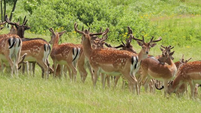 Fallow deer herd grazing in green meadow