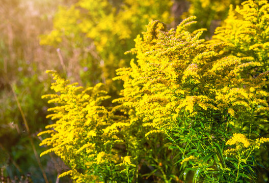 Goldenrod yellow flowers on a green natural background
