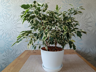 Fototapeta premium Variegated Ficus Benjamina Houseplant in White Pot on Wooden Table