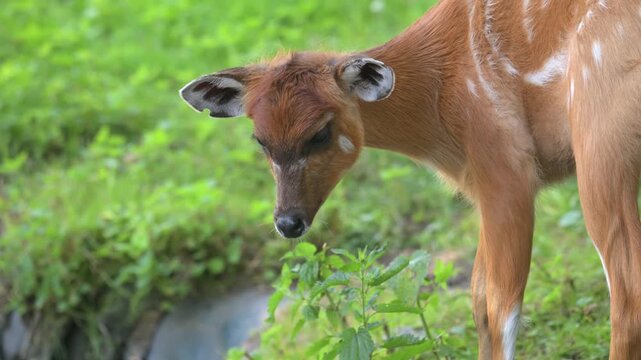 female sitatunga antelope (Tragelaphus spekii) or marshbuck portrait