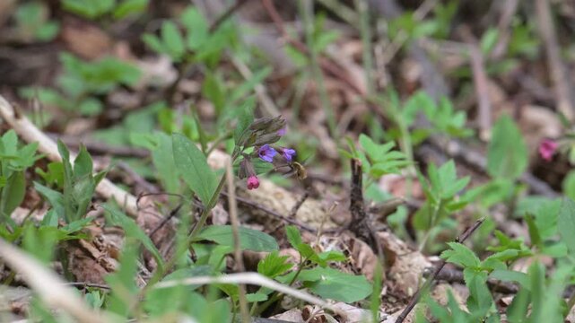 large, or dark-edged, or greater bee-fly (Bombylius major) feeding and pollinating purple flowers in slow motion