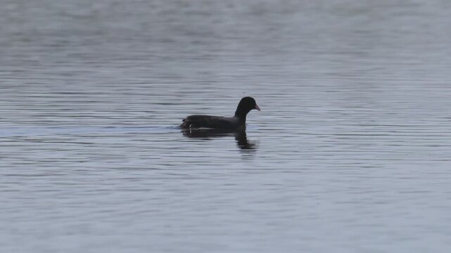 common Eurasian coot (Fulica atra) swimming and collecting food from water surface