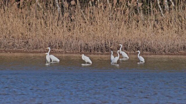 great white egret (Ardea alba) birds standing in shallow water
