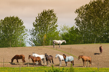 Fototapeta premium Herd of horses gathered in a fenced hillside pasture