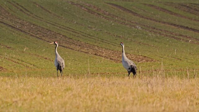 Eurasian Crane birds walking on a field and calling