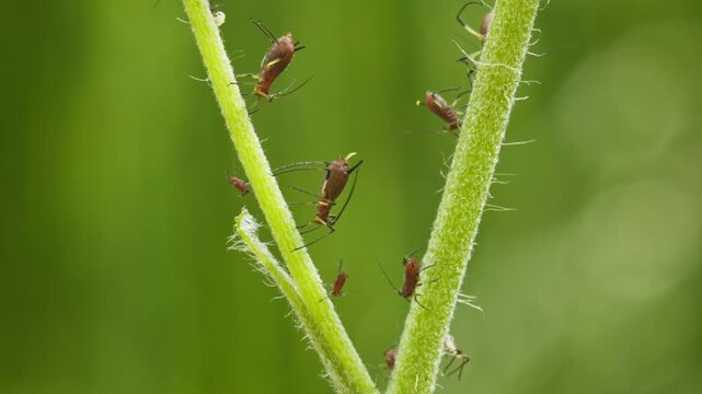 aphids hanging on a plant stem sucking