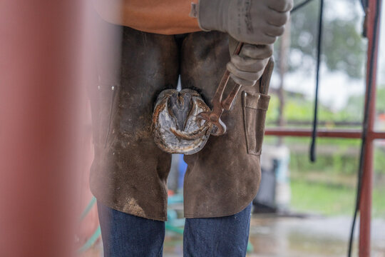 Professional farrier using nippers to trim horse hoof close up, equestrian care and maintenance.