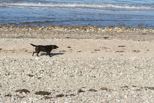 Black Dog Walking on Rocky Seaside Shore at the Beach oft Tisvilde Hegn between Tisvilde and Liseleje in 2016
