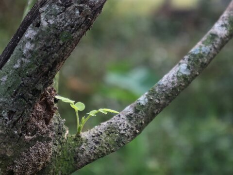 A close-up shot of a small, vibrant green moringa sprout growing gracefully from a mossy tree branch, featuring a shallow depth of field with a beautifully blurred background