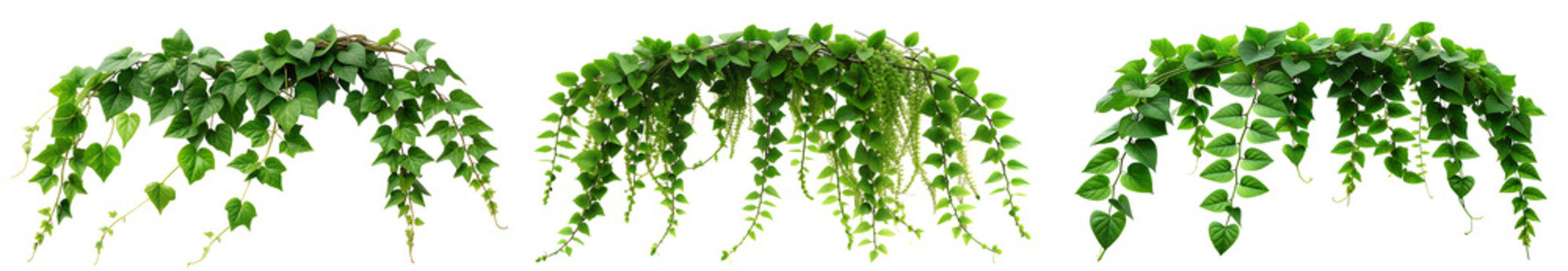 トロピカルな緑のアイビーの植物の葉 切り抜きグラフィック素材
