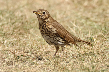 Fototapeta premium A Song Thrush, Turdus philomelos, hunting in the grass for food.