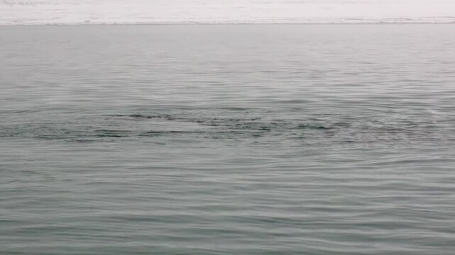 A group of Arctic Walrus Odobenus rosmarus engage in intense territorial fighting in the shallow waters. This powerful display of dominance unfolds in captivating slow motion.