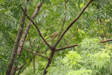 Fototapeta premium Barbet on a branch