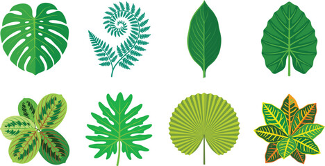 Tropical Leaf Collection with Monstera Fern Palm Philodendron and Decorative Foliage Vector Illustration Set © Candek