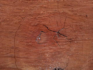 Tree trunk. Detail of a naturally cracked tree trunk. Background, texture, and wallpaper. © irsan24