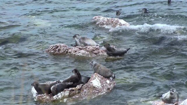 Baikal seals rest on rocks in Lake Baikal during a summer afternoon. Some swim in the waves as others soak up the sun. Observe the adorable Pusa sibirica in its natural habitat.