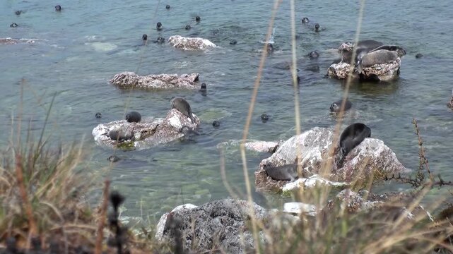 Baikal seals, also known as Pusa sibirica, lounge lazily on rocks along the shores of Lake Baikal. The water is calm and clear on a sunny summer day as the seals bask in the warmth.