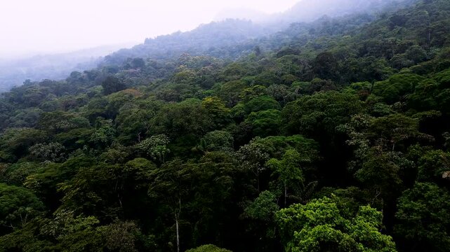 Misty Aerial View of Tropical Rainforest Hills in Ecuador with Dense Green Canopy, Low Clouds and Remote Andean Amazon Wilderness Landscape