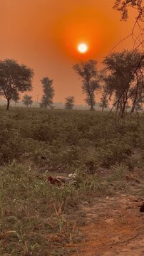 Sun sets over a vast savannah landscape with trees and grassy field
