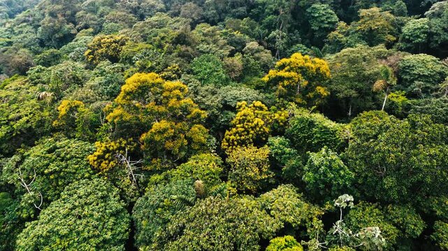 Aerial View of Dense Tropical Rainforest Canopy in Ecuador with Yellow Flowering Trees, Green Jungle Texture and Amazon Biodiversity Background