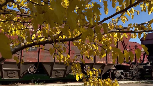 Handheld tracking shot along red freight hopper cars in a railway yard, framed by glowing yellow autumn leaves &mdash; a cinematic industrial-meets-nature visual with clear blue sky