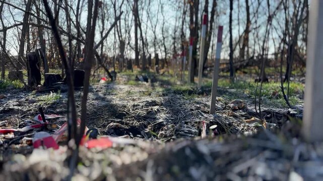 Frost-covered minefield in a woodland shelterbelt marked with rows of red and white stakes and torn hazard tape &mdash; editorial footage of active humanitarian demining in a postconflict area