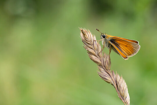 european skipper or black-winged brown club-winged grass moth (thymelicus lineola)