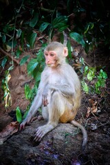 cute baby monkey in mother's lap © FISH