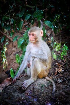 cute baby monkey in mother's lap