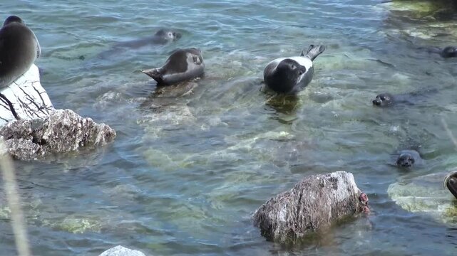 Experience Lake Baikal in the Summer as Baikal seals, also known as Nerpa, rest on rocks and swim in the clear, cool water. Some seals observe their surroundings from rocky perches.