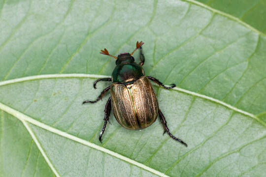 mimela junii is a foliage beetle of shining leaf chafer
