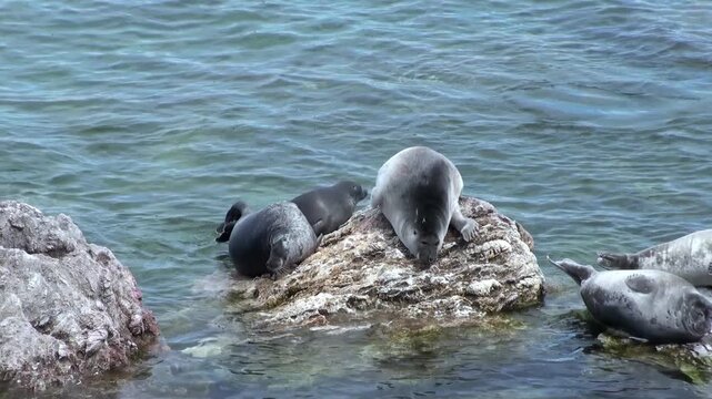 Baikal seals, also known as Pusa sibirica, are resting on rocks in Lake Baikal. Seals swim around the rocks in the clear water and enjoy the summer sun during daytime.