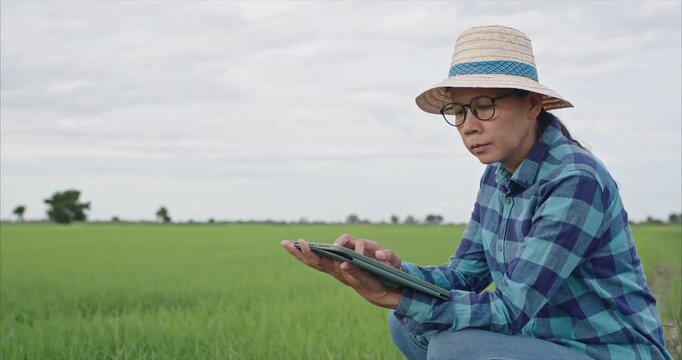 Asian Woman Using Laptop in Rice Field, Female Farmer Checking Crop Quality in Agricultural Farm at Sunset, Smart Farming Concept	