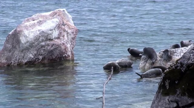 A group of Baikal seals, also known as Pusa sibirica, rests on and around large rocks in the clear waters of Lake Baikal. The seals lounge and enjoy the summer sun in Siberia.