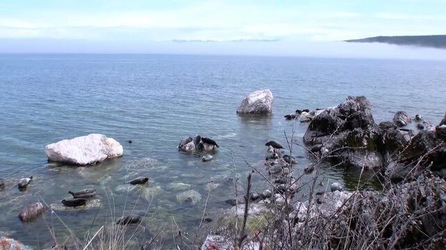 Baikal seals are sunbathing on and around rocks. This aquatic environment is on the shore of Lake Baikal, Russia. It is a calm and tranquil day at the lake.