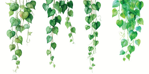 Watercolor painting showing hanging green ivy vines with heart shaped leaves, creating decorative botanical borders, symbolizing nature, growth, and organic beauty © Mari