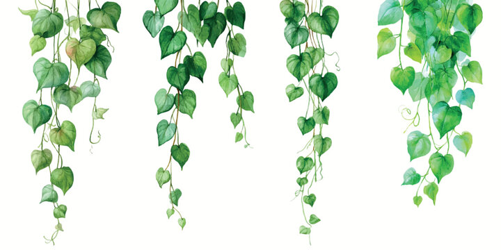 Watercolor painting showing hanging green ivy vines with heart shaped leaves, creating decorative botanical borders, symbolizing nature, growth, and organic beauty