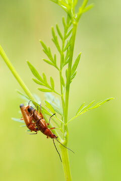copulating common red soldier beetle (rhagonycha fulva), found in Lower Saxony in Germany