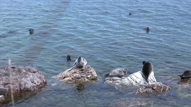 A group of Baikal seals rest on and swim around rocks in Lake Baikal. Seals bask in the sun, while others playfully splash in the clear water. A tranquil display of wildlife in its natural habitat.