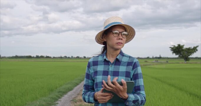 Asian Mature Female Farmer walking Checking Crop Quality in Agricultural Farm at Sunset, Smart Farming Concept, Tracking shot	