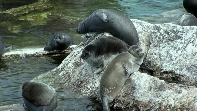 A group of Baikal seals are basking in the sunlight. Some are resting on the rocks, while others are swimming and playing in the clear water of Lake Baikal during the early morning hours.