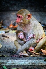 cute baby monkey in mother's lap © FISH