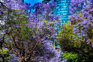 Obraz premium Jacaranda Tree Blossom in Perth - Australia
