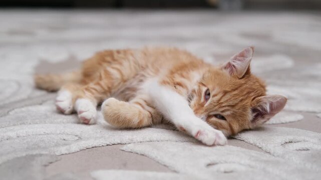 Red maine coon cat playing with mouse toy at the floor indoors.