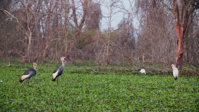 Two African Grey Crowned Cranes Balearica Regulorum perform a charming mating dance. Their graceful movements unfold in the serene wilderness of Lake Nakuru, Kenya, Africa, a timeless wildlife ballet.