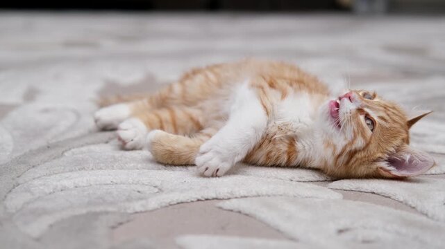 Red maine coon cat playing with mouse toy at the floor indoors.