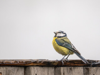 Blue tit (Cyanistes caeruleus) on rain-soaked garden fence, London, England. Wet weather portrait, copy space sky, summer bird. © Paul Bean