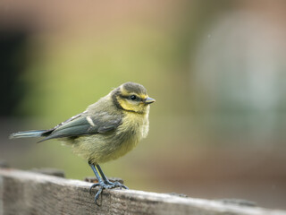 Juvenile blue tit (Cyanistes caeruleus) on garden fence, London, England. Recently fledged, warm bokeh background, summer garden bird. © Paul Bean